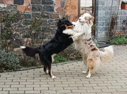 Australian Shepherd Welpen mit ASCA Papieren