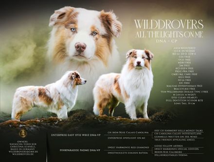 Australian Shepherd Welpen mit ASCA Papieren