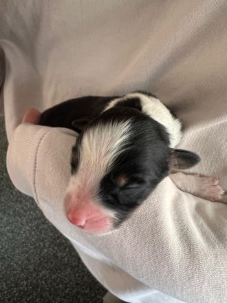 Australian Shepherd Welpen mit ASCA Papieren