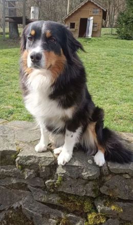 Australian Shepherd Welpen mit ASCA Papieren