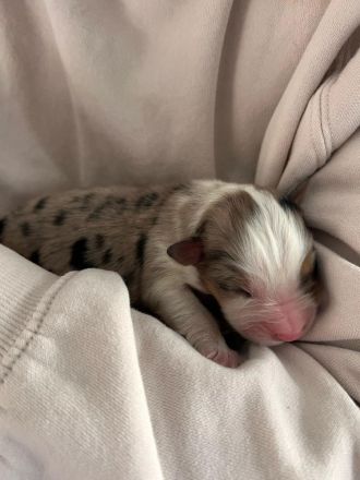 Australian Shepherd Welpen mit ASCA Papieren