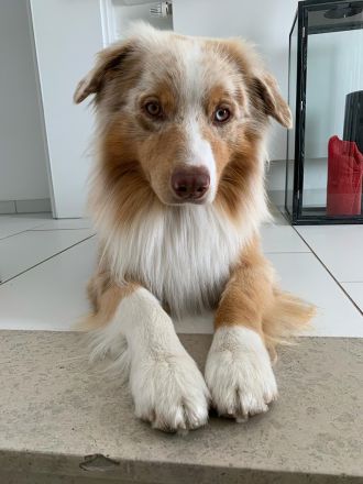 OCEANVIEW'S BLINDING LIGHTS DNA-CP ASCA