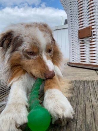 OCEANVIEW'S BLINDING LIGHTS DNA-CP ASCA