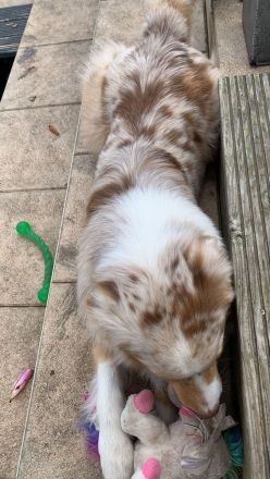 OCEANVIEW'S BLINDING LIGHTS DNA-CP ASCA