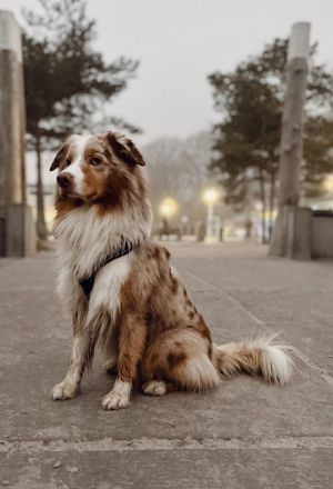 OCEANVIEW'S BLINDING LIGHTS DNA-CP ASCA