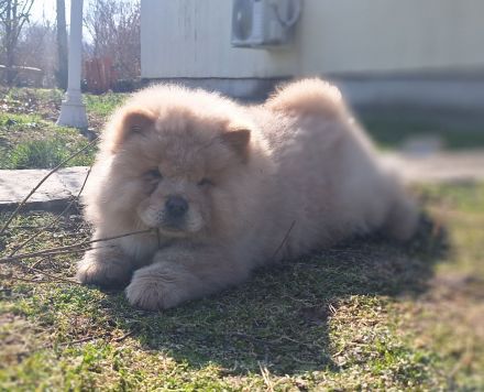 Chow Chow Welpen FCI registriert