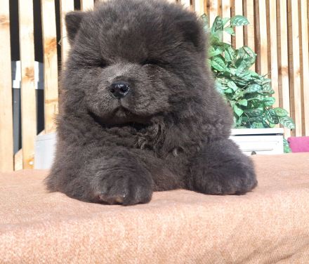 Chow Chow Welpen FCI registriert