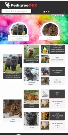 Chow Chow Welpen FCI registriert