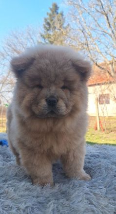 Chow Chow Welpen FCI registriert