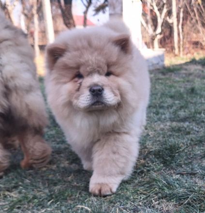 Chow Chow Welpen FCI registriert