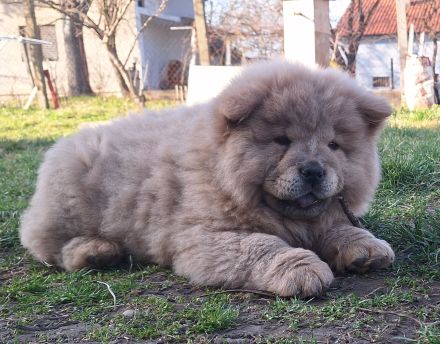 Chow Chow Welpen FCI registriert