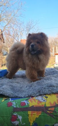 Chow Chow Welpen FCI registriert