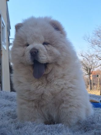 Chow Chow Welpen FCI registriert