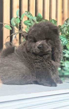 Chow Chow Welpen FCI registriert