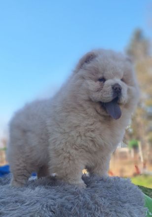 Chow Chow Welpen FCI registriert