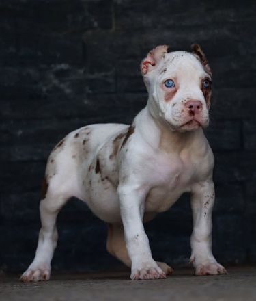 Exklusive American Bully XL Welpen.