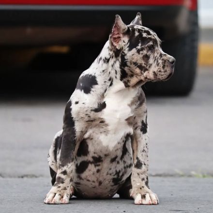 Exklusive American Bully XL Welpen.