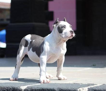 Exklusive American Bully XL Welpen.