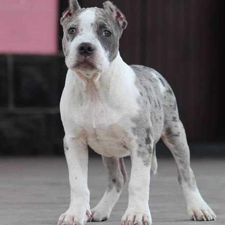 Exklusive American Bully XL Welpen.