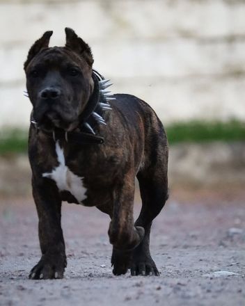 Exklusive American Bully XL Welpen.