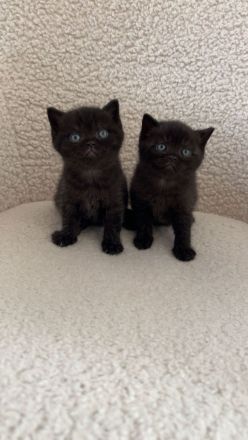 Reinrassige bkh kitten kaufen