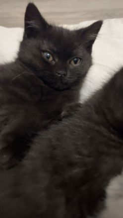 Reinrassige bkh kitten kaufen