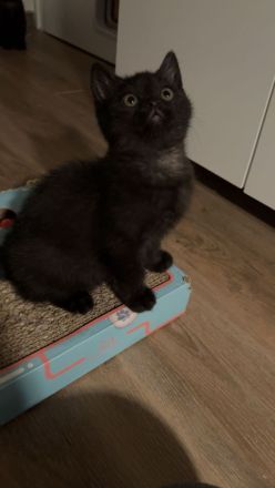 Reinrassige bkh kitten kaufen