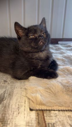 Reinrassige bkh kitten kaufen