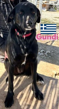 Gundi und Greta, 05/24 - beim Umzug einfach ausgesetzt!