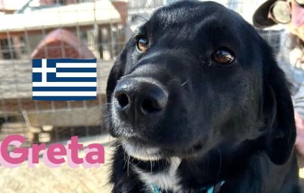 Gundi und Greta, 05/24 - beim Umzug einfach ausgesetzt!