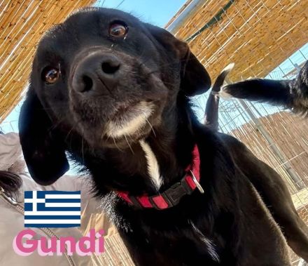 Gundi und Greta, 05/24 - beim Umzug einfach ausgesetzt!