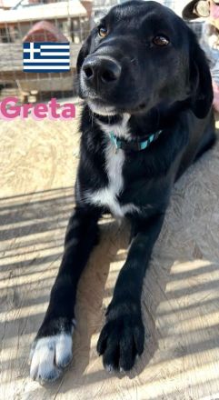 Gundi und Greta, 05/24 - beim Umzug einfach ausgesetzt!