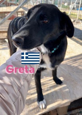 Gundi und Greta, 05/24 - beim Umzug einfach ausgesetzt!