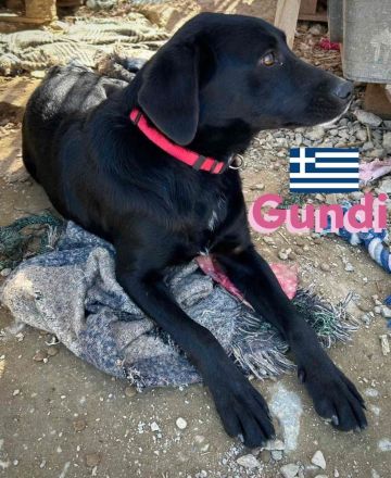 Gundi und Greta, 05/24 - beim Umzug einfach ausgesetzt!