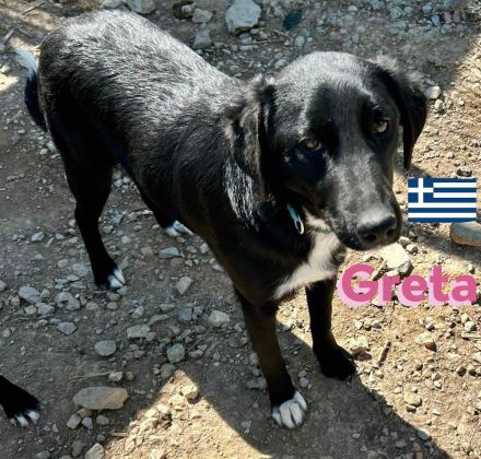 Gundi und Greta, 05/24 - beim Umzug einfach ausgesetzt!