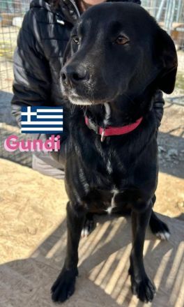 Gundi und Greta, 05/24 - beim Umzug einfach ausgesetzt!