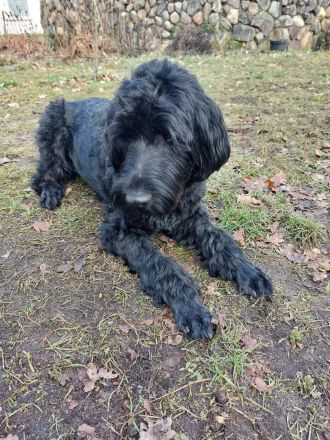 Liebevolle junge Hündin abzugeben