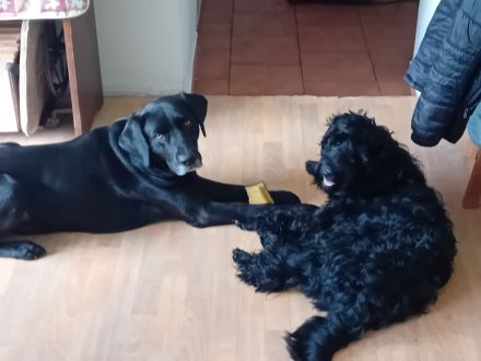 Liebevolle junge Hündin abzugeben