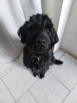 Liebevolle junge Hündin abzugeben