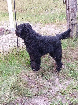 Liebevolle junge Hündin abzugeben