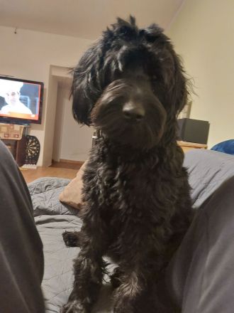 Liebevolle junge Hündin abzugeben