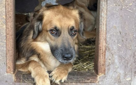 Angsthund Donald sucht verständnisvolles Zuhause