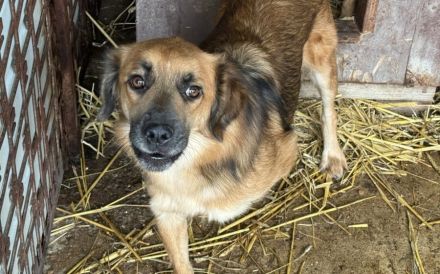 Angsthund Donald sucht verständnisvolles Zuhause