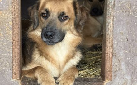 Angsthund Donald sucht verständnisvolles Zuhause