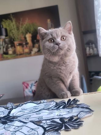 Britisch Kurzhaar Männchen