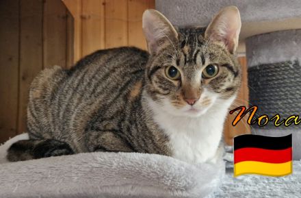 VERMITTLUNGSHILFE Nora, 07/24 - Schmusekätzchen sucht Plätzchen!