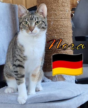 VERMITTLUNGSHILFE Nora, 07/24 - Schmusekätzchen sucht Plätzchen!