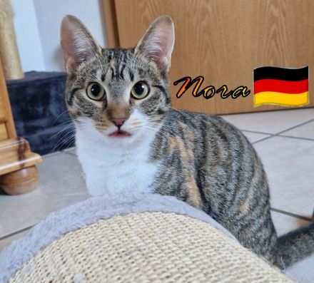 VERMITTLUNGSHILFE Nora, 07/24 - Schmusekätzchen sucht Plätzchen!
