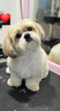 Deckrüde Shih-Tzu