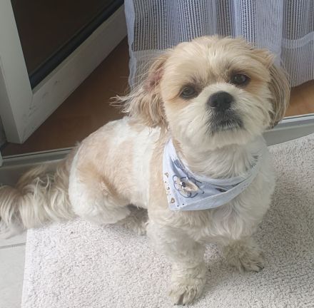 Deckrüde Shih-Tzu